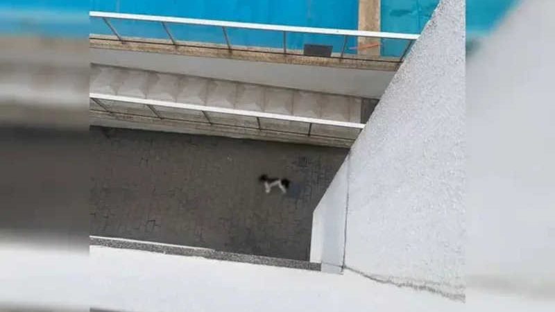 Cachorro da raça shih-tzu morre após cair de apartamento em Águas Claras, DF
