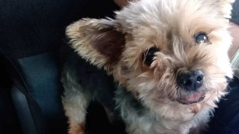 “Denunciem”, pede delegado responsável por resgate de cão vítima de zoofilia no DF
