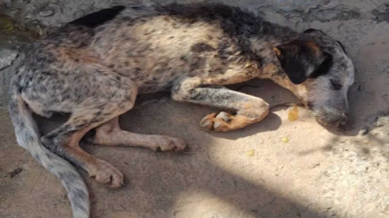 Cadela morre envenenada no mesmo dia em que encontrou novo lar