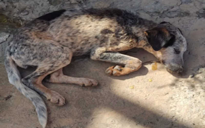 Cadela morre envenenada no mesmo dia em que encontrou novo lar