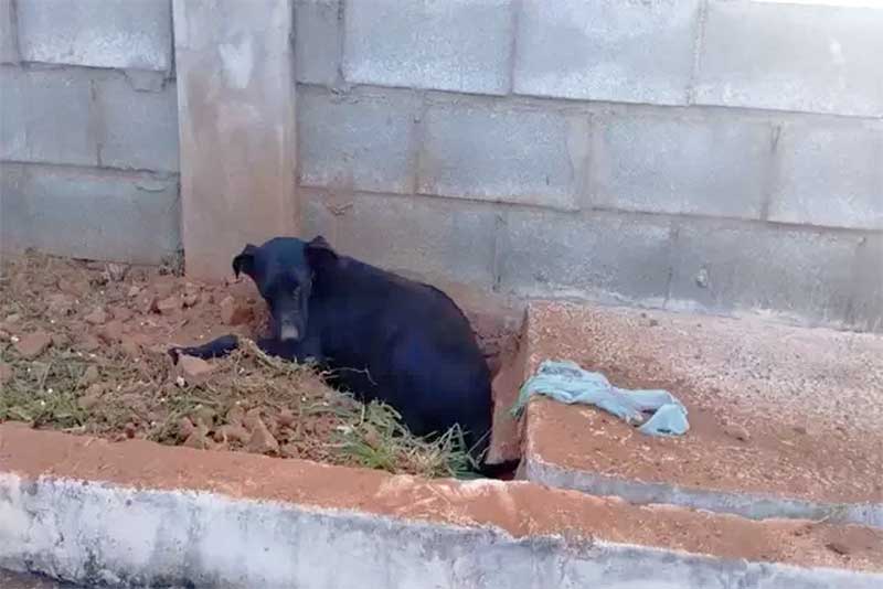 Estudante diz ter sido desligada de estágio por alimentar cadela grávida em UPA no DF