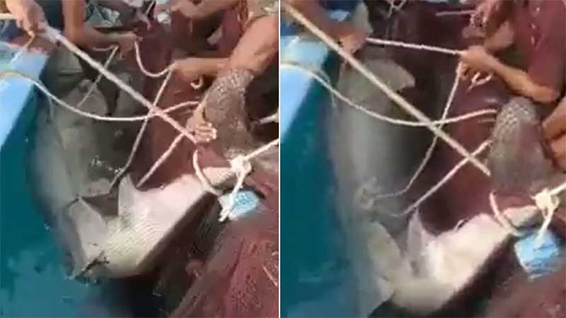 Tubarão é espancado até a morte após atacar jovem russo no Mar Vermelho, no Egito; veja vídeo