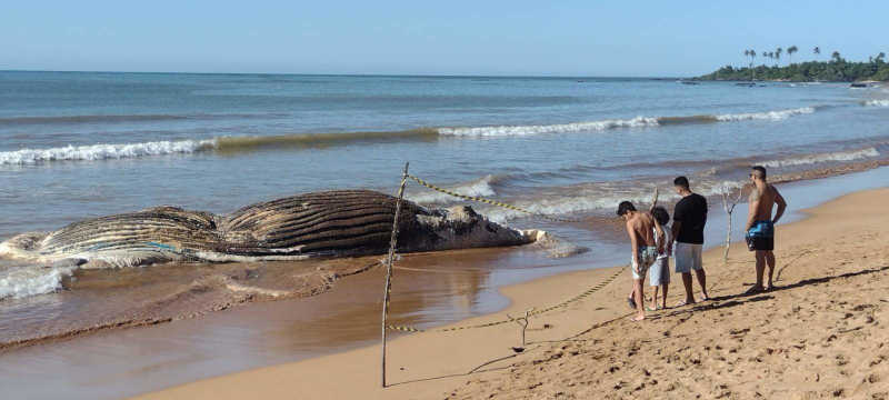 Baleia morre e encalha na Praia Formosa, em Aracruz, ES