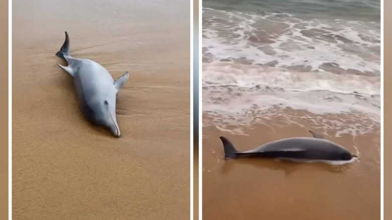 Boto-cinza é encontrado morto na Praia da Bacutia, em Guarapari, ES; vídeo