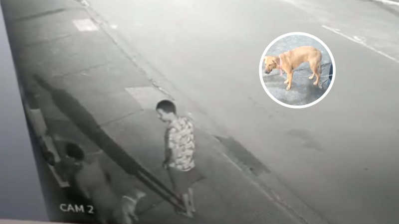 Cachorro é acorrentado e abandonado por homens na Serra, ES; vídeo
