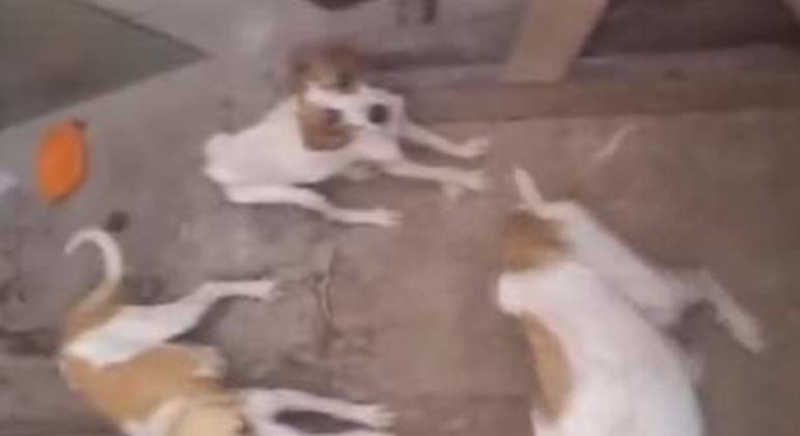 Polícia resgata cães e prende homem por maus-tratos a animais na Serra, ES