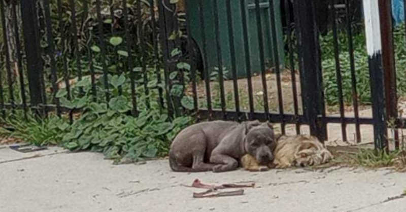 Thelma e Louise: cadelas abandonadas recusam-se a sair uma do lado da outra