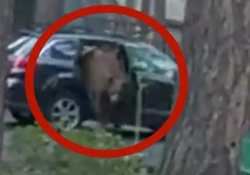 Urso fica preso em carro e polícia usa corda para abrir porta de longe e libertar animal