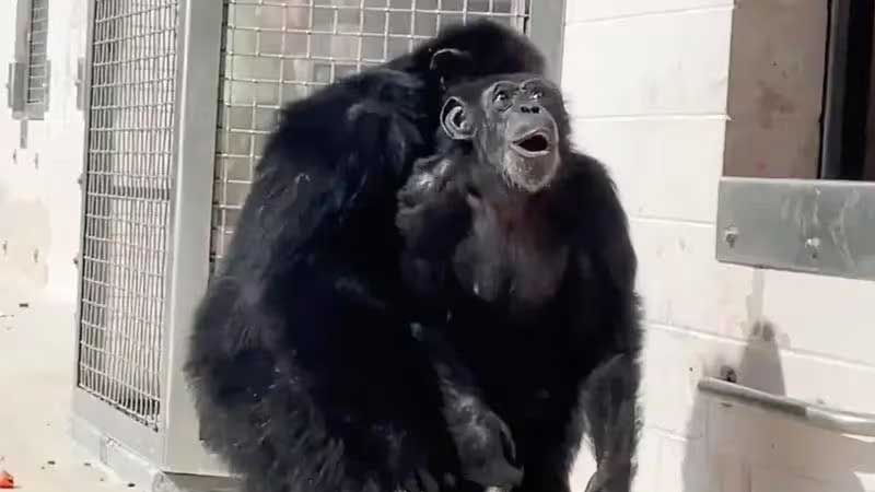 Emocionante! Vídeo mostra a reação de chimpanzé de 29 anos ao ver o céu pela primeira vez