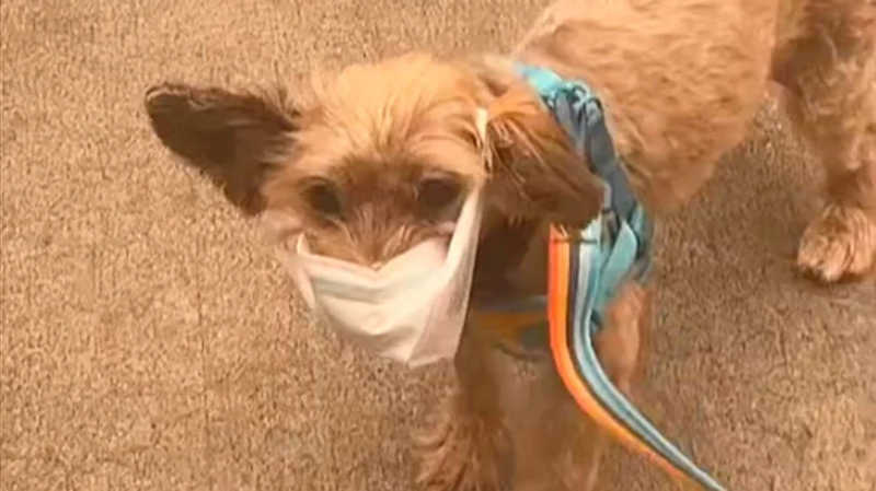 Fumaça excessiva obriga cachorros a usarem máscara nos Estados Unidos