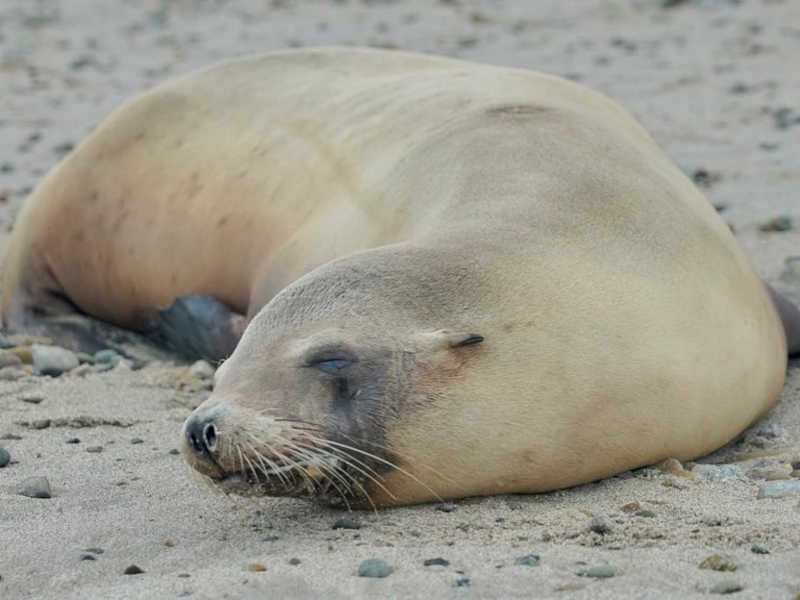 Massacre de golfinhos e leões-marinhos: centenas encalhados em praias da Califórnia, envenenados por algas tóxicas