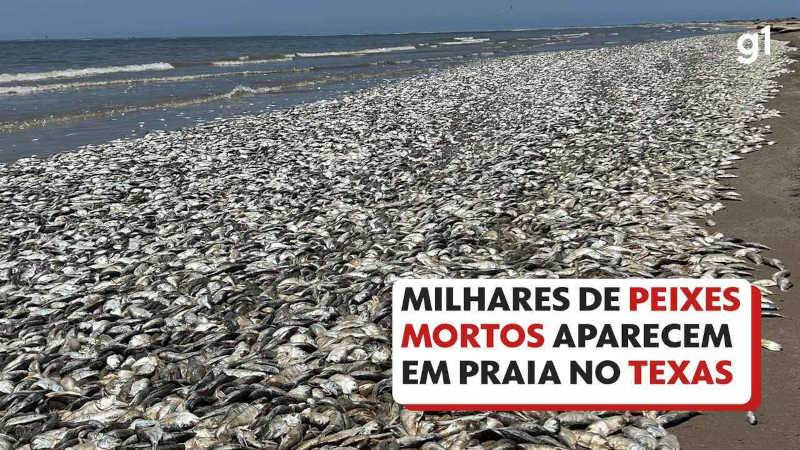 Milhares de peixes mortos aparecem em praia no Texas; veja VÍDEO
