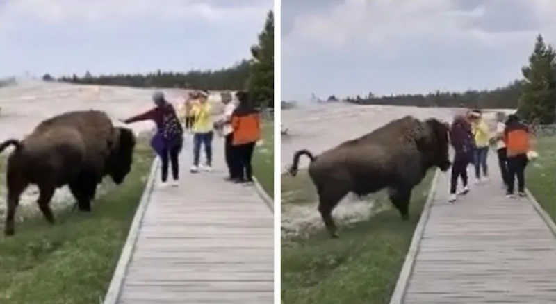 Mulher tenta acariciar bisão e quase é atacada no Parque Nacional de Yellowstone