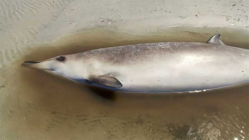 Baleia rara encontrada morta em praia com suspeita de gripe aviária
