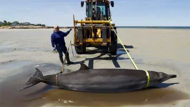 A baleia estava viva quando foi encontrada, mas morreu subitamente pouco tempo depois. Imagem: Seacoast Science Center