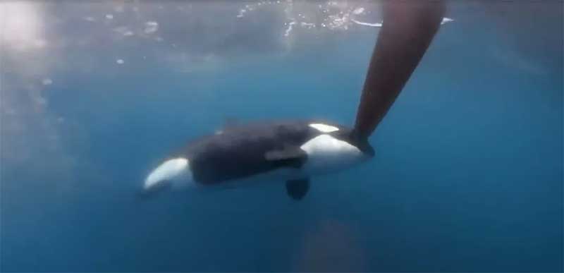 Orcas atacam frota de barcos da The Ocean Race: “Assustador”