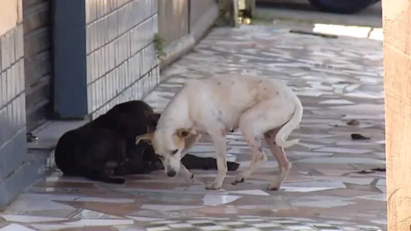 Cães e gatos são abandonados por tutores em Ananindeua, PA