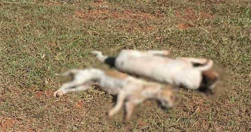 Vizinho é suspeito de matar animais em fazenda na zona rural de Anápolis, GO