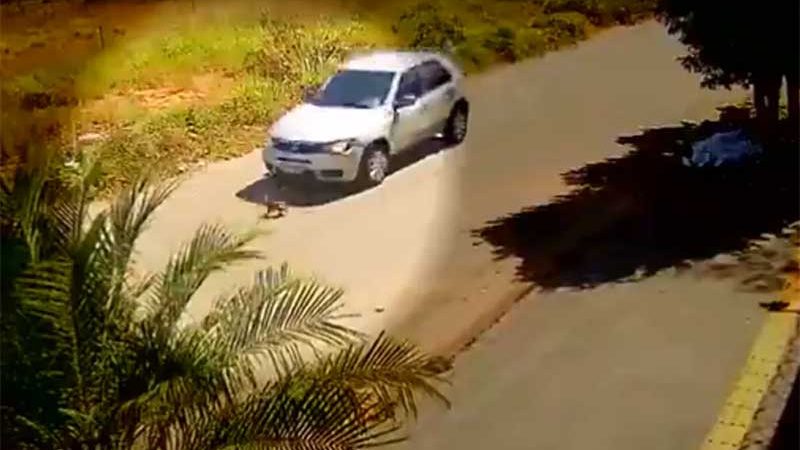 Cachorro atravessa rua e escapa de ser atropelado ao ficar entre as rodas de carro; vídeo