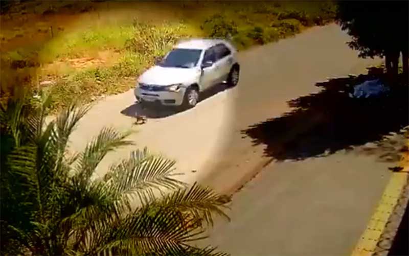 Cachorro atravessa rua e escapa de ser atropelado ao ficar entre as rodas de carro; vídeo