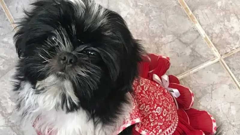 Luma morreu um dia após ser agredida em pet shop de Goiânia. Foto: Reprodução