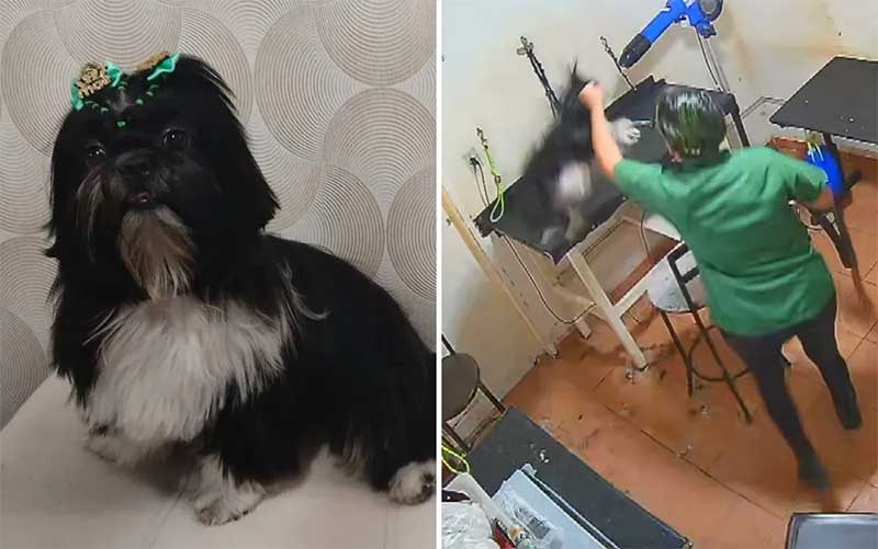 Tutora pede justiça por cadela que morreu após ser agredida com socos e enforcada por funcionária em pet shop: ‘Crueldade’