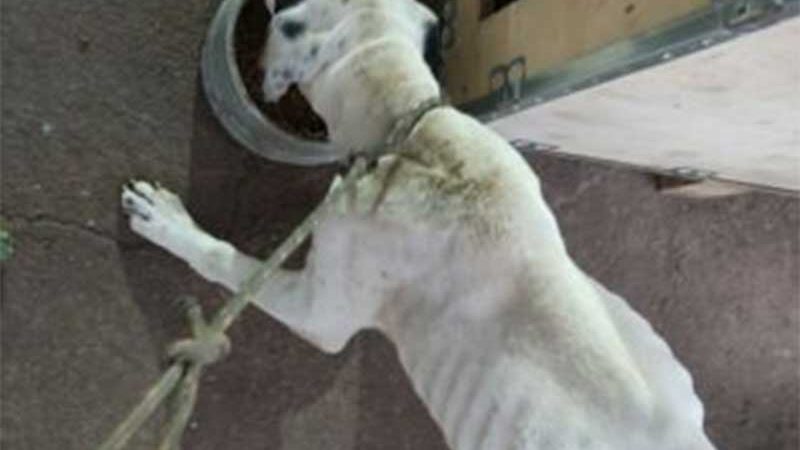 Polícia Civil resgata cachorro em Iporá sem comida e sob maus-tratos em Iporá, GO