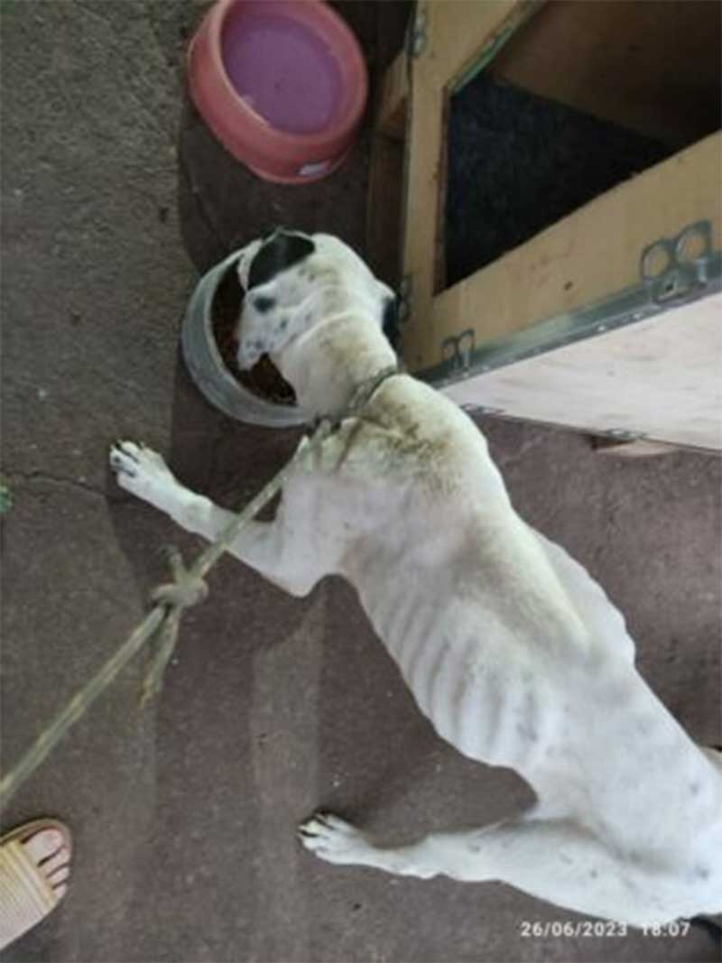 Polícia Civil resgata cachorro em Iporá sem comida e sob maus-tratos em Iporá, GO