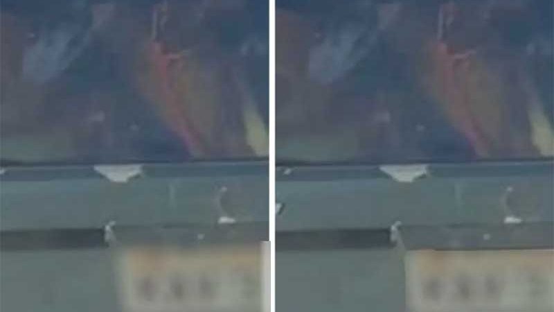 Cavalo é levado dentro do porta-malas de carro junto com criança em Goiás; vídeo