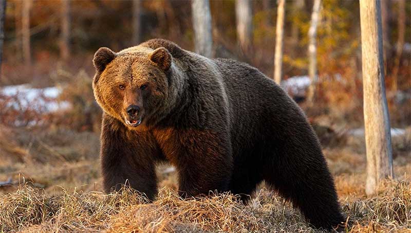 Três ursos são encontrados mortos na Itália e ativistas pedem que se “verifique hipótese de veneno”