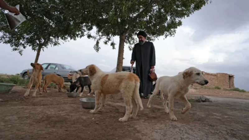 Irã. Desafiando tabus, clérigo xiita no Irã pega cachorros de rua e cuida deles para recuperá-los