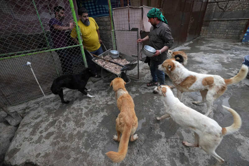 Tabatabaei, à esquerda, leva comida para cães de rua em seu abrigo (Foto: Vahid Salemi/AP)