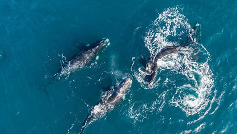 Islândia suspende caça à baleia em nome do bem-estar animal