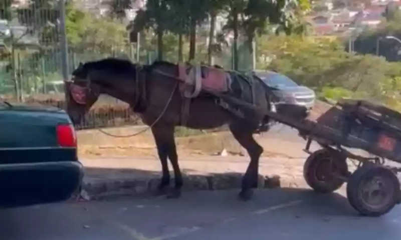 Cavalos sofrem à espera de votação do projeto que acaba com carroças em BH