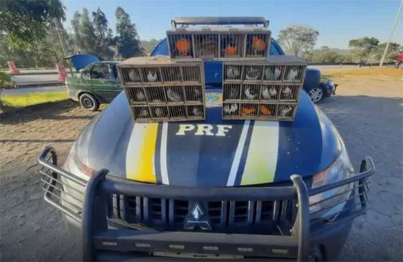 Aves silvestres da fauna brasileira são resgatadas em gaiolas dentro de porta-malas de carro em MG