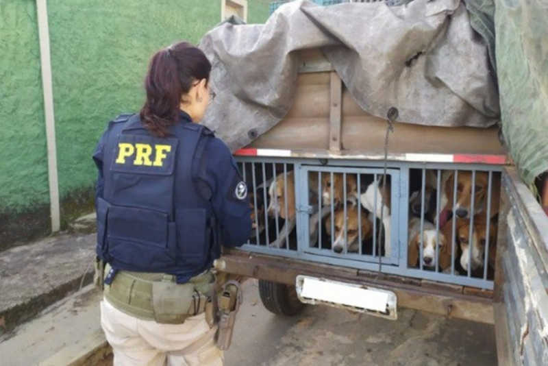 Cães e pássaros resgatados pela PRF em condições de maus-tratos na rodovia Fernão Dias, em MG