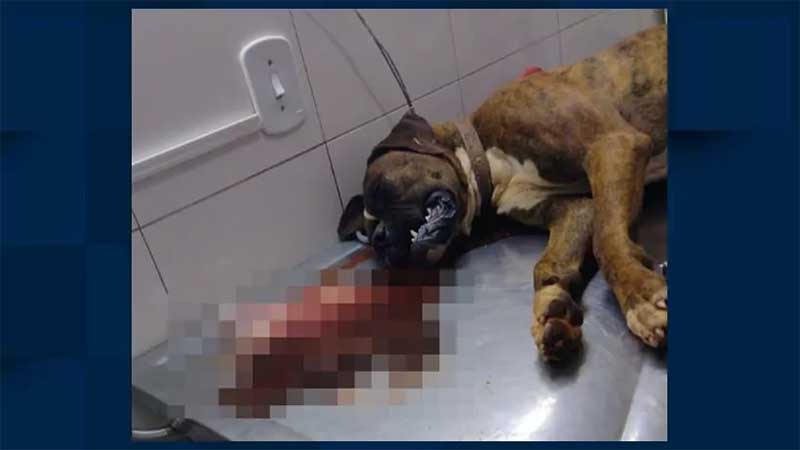 Cachorro morre após ingerir iscas com pedaços de vidro em Santa Rita do Sapucaí, MG