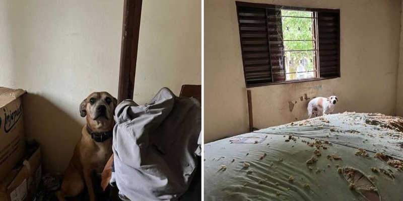 Dois cães são resgatados em meio a fezes e urina, em Uberlândia, MG