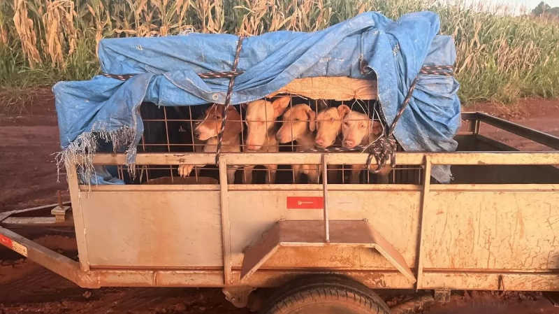 Homem é preso ao transportar cães ‘de caça’ espremidos em carretinha