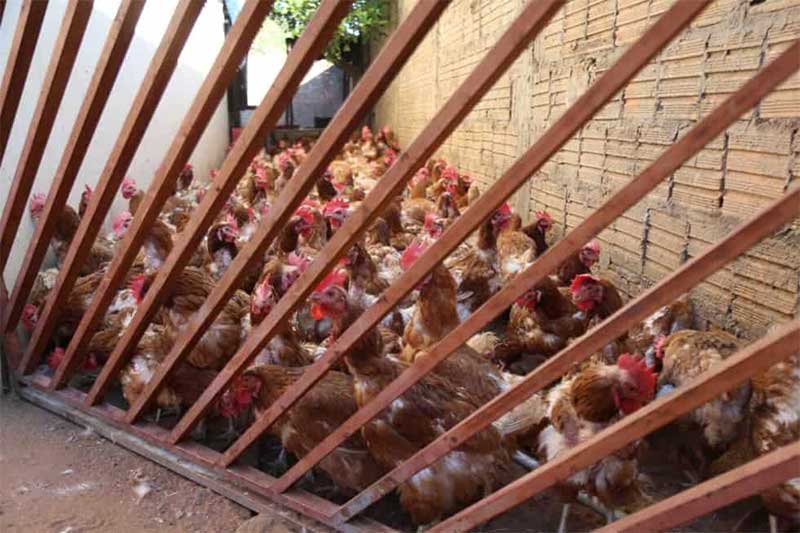 Encontradas em abatedouros clandestinos de Campo Grande (MS), 1.224 galinhas são incineradas