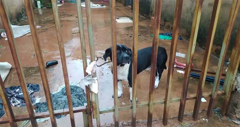 Molhado e chorando, cachorro é resgatado em residência de Campo Grande, MS