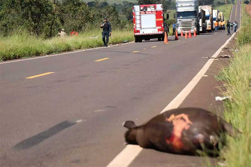 Trânsito matou 4 onças, loba prenha e mais 15 animais silvestres