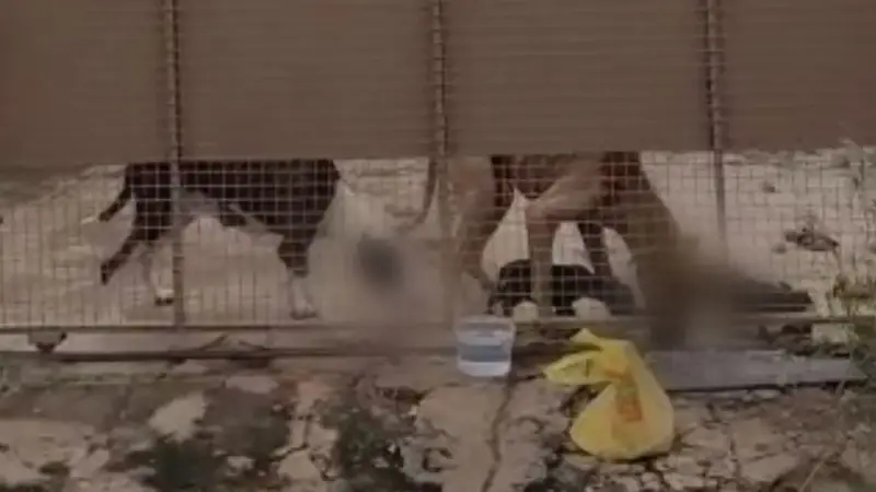 Cachorros são encontrados magros e comendo fezes em casa no Jardim Batistão, em Campo Grande, MS