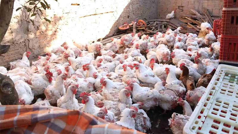 Vísceras, moscas e maus-tratos: galinhas em ‘açougue’ clandestino estavam em condições insalubres