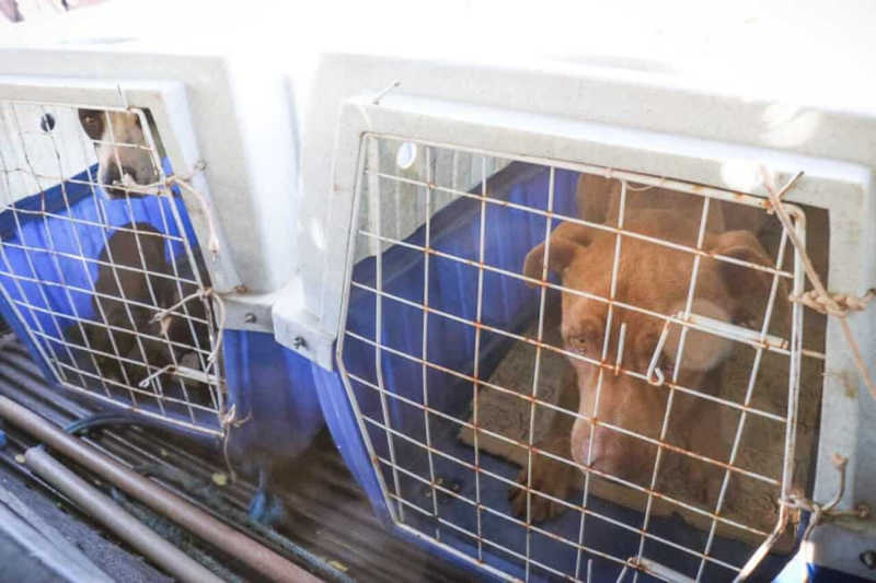 Vítimas de maus-tratos, pitbulls resgatados já estão disponíveis para adoção em Campo Grande, MS