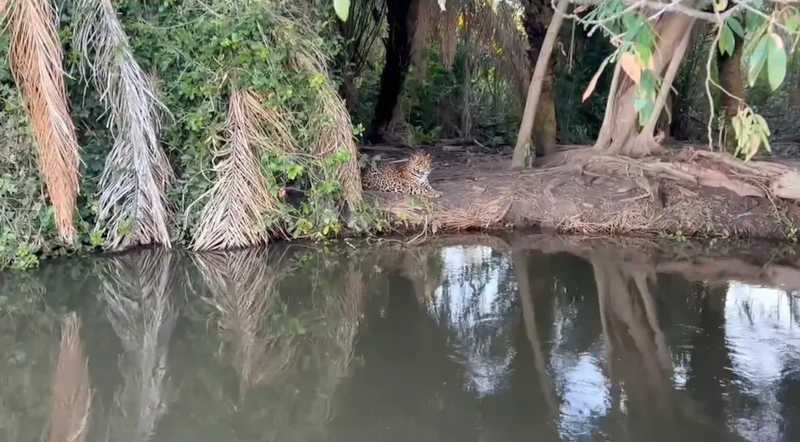 Onças são flagradas em disputa por território em local suspeito de ser ‘atração’ irregular para selfies no Pantanal; veja vídeo