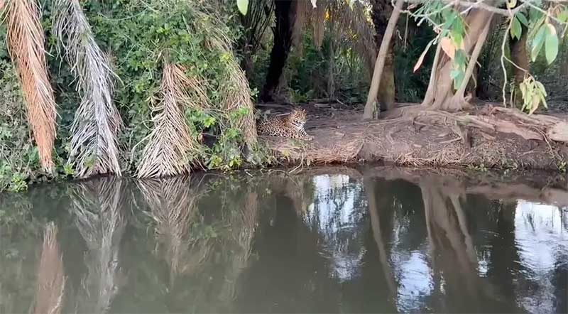 Polícia investiga se onças são cevadas para selfies e vídeos com turistas no Pantanal