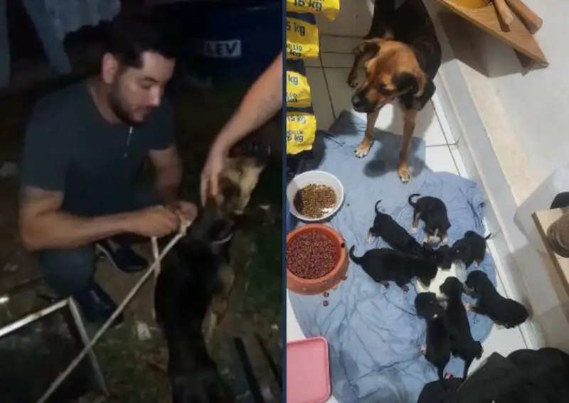 Cadela e sete filhotes são regatados em Várzea Grande (MT) e tutor é preso