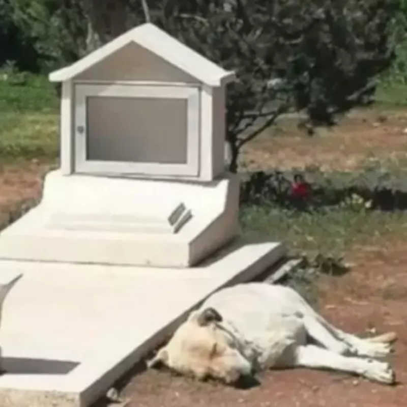 Cachorro se recusa a sair de túmulo do tutor e emociona web; vídeo