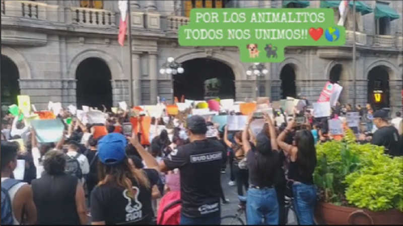 México: milhares de pessoas marcham em defesa dos animais